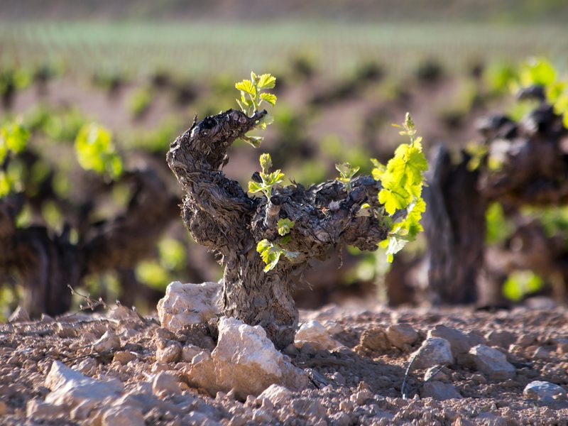 Un vecchio ceppo di vite, nodoso e contorto, con i germogli nuovi su un terreno di sassi