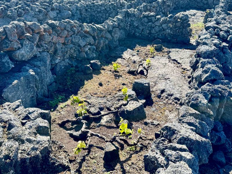 Viti vecchie fra la roccia vulcanica e i muretti di pietra lavica dell’isola di Pico, nelle Azzorre