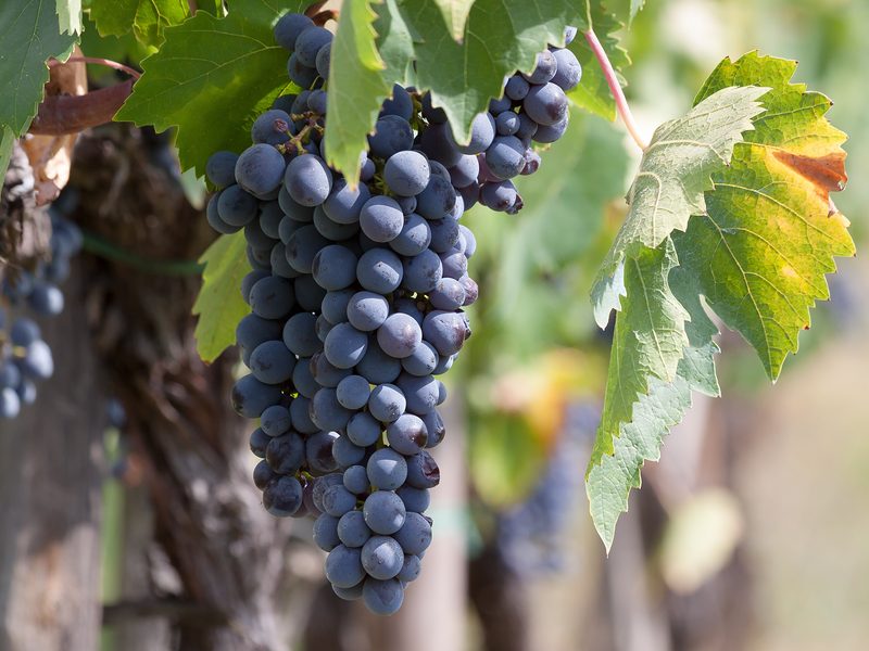 Grappolo d’uva nera con la pruina sulla vite, accanto a una foglia che comincia a ingiallire