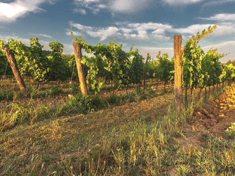 Filari di vigna nella luce calda del tardo pomeriggio, sotto un cielo azzurro con le nuvole