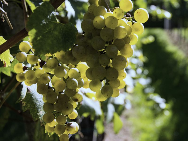 Grappoli di uva bianca dorata sulla vite, nel sole, con il filare sullo sfondo
